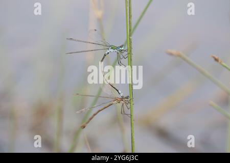 Emerald Damselfly ou paire tandem épandage commune - Lestes sponsa Banque D'Images