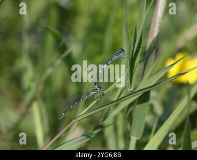 Dainty Damselfly ou Dainty Bluet tandem paire - Coenagrion scitulum Banque D'Images