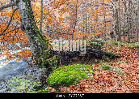 Vallée de Salenques, Parc naturel de Posets-Maladeta, Pyrénées, Huesca, Espagne Banque D'Images