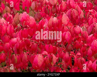 Euonymous Alatus avec des feuilles d'automne rouges. ROYAUME-UNI Banque D'Images