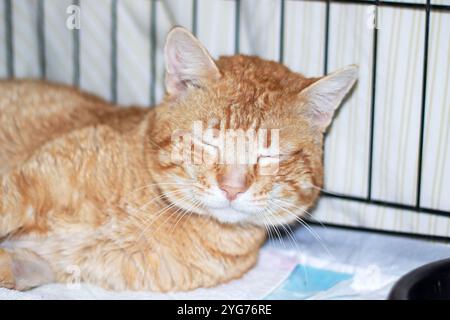 Un chat orange est confortablement allongé sur une serviette douce à l'intérieur d'une cage qui lui sert d'espace de repos Banque D'Images