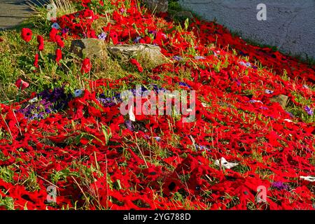 Macduff Church Aberdeenshire Écosse feuille de crochet ou coquelicots tricotés à la main sur une colline couverte d'herbe Banque D'Images