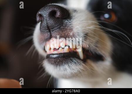 Chien dangereux en colère. Chiot chien agressif bordure collie dents barantes crocs semblant agressif dangereux. Chien effrayant grognant gardien prêt pour l'attaque. PET infecté par la rage. Banque D'Images