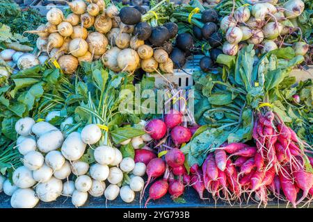 Radis de différentes formes et couleurs à vendre sur un marché Banque D'Images