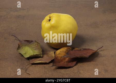 Image d'un seul fruit de coing entouré de feuilles d'arbre tombées. Cydonia oblonga. Banque D'Images