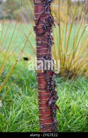 Prunus serrula Banque D'Images