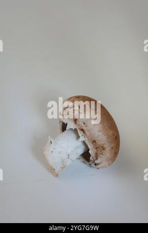 Concept photo de champignons bruns isolés sur un fond neutre avec espace texte Banque D'Images