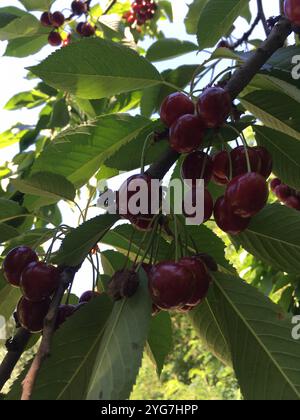 Cerises fraîches mûres suspendues à un arbre vert luxuriant Banque D'Images