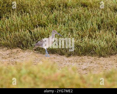 Un fouet eurasien ou commun, Numenius phaeopus., également connu sous le nom de fouet blanc Banque D'Images