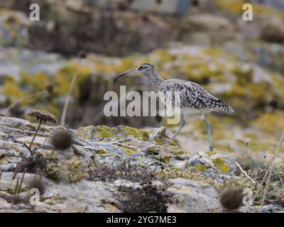 Un fouet eurasien ou commun, Numenius phaeopus., également connu sous le nom de fouet blanc Banque D'Images