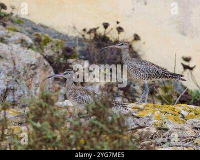 Un fouet eurasien ou commun, Numenius phaeopus., également connu sous le nom de fouet blanc Banque D'Images