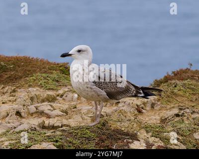 Une mouette à pattes jaunes, Larus michahellis, perchée sur des rochers. Banque D'Images