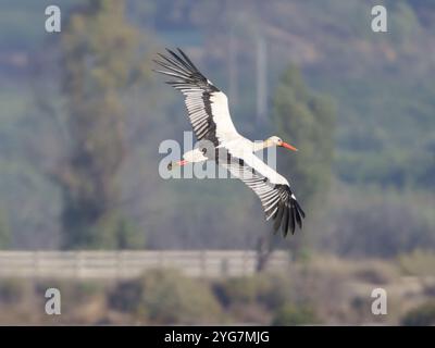 Une cigogne blanche volante, Ciconia ciconia. Banque D'Images