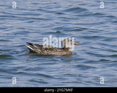 Un canard femelle pelleteuse, Spatula clypeata Banque D'Images