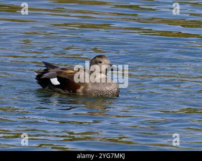 Un canard mâle, Mareca strepera, qui pagaie dans un lagon peu profond. Banque D'Images