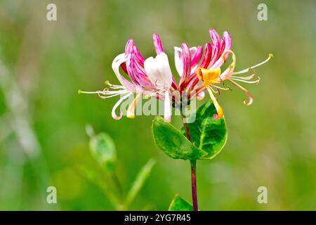 Chèvrefeuille ou bine de bois (lonicera periclymenum), gros plan d'une tête de fleur isolée de l'arbuste montrant les boutons de fleurs et les fleurs ouvertes. Banque D'Images