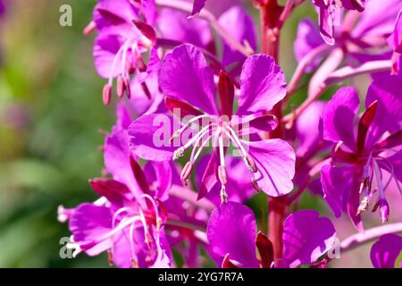 Rosebay Willowherb ou Fireweed (epilobium ou chamerion angustifolium), gros plan montrant les fleurs roses de la plante d'été toujours présente. Banque D'Images