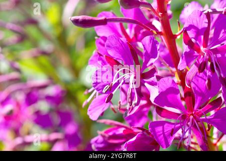 Rosebay Willowherb ou Fireweed (epilobium ou chamerion angustifolium), gros plan montrant les fleurs roses de la plante d'été toujours présente. Banque D'Images