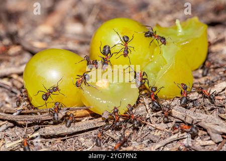 Macro image de la façon dont une colonie de fourmis mange le meilleur de ce raisin de pomme, et ils sont désespérés d'avoir quelque chose à fournir à ce raisin de pomme pour le Banque D'Images