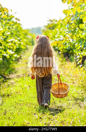 Vignoble en vendange d'automne. Grappes de raisins. Fille qui recueille des raisins dans un panier. Banque D'Images