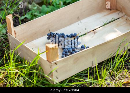 Les raisins bleus récoltés dans des caisses près de vignoble en automne Banque D'Images