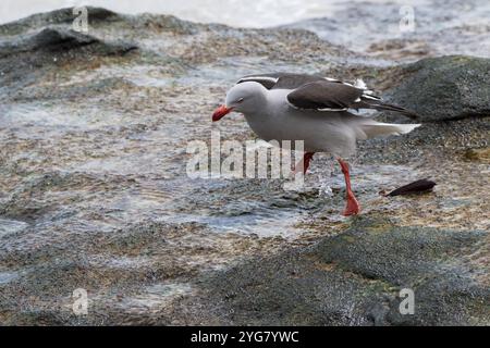 Dolphin gull Leucophaeus scoresbii atterrissage sur l'Île Saunders rock Îles Malouines territoire britannique d'outre-mer en novembre 2016 Banque D'Images