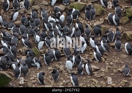 Uriua aalge guillemot commun colonie de nidification sur l'Île Lunga, Treshnish Isles, Firth of Lorn, Hébrides intérieures, Argyll and Bute, Ecosse, UK, Mai 2018 Banque D'Images