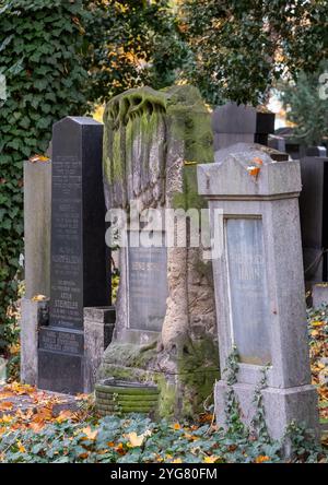 Pierres tombales d'avant-guerre dans le Nouveau cimetière juif dans la banlieue de Zizkov à Prague, République tchèque. Photographié en autum avec des feuilles tombées au sol. Banque D'Images