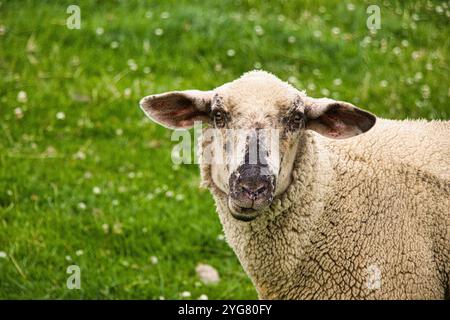 Moutons sur la prairie verte Banque D'Images