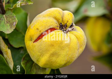 Les fruits jaunes ensoleillés de poire de coing poussent sur le coing avec le feuillage vert dans le jardin d'automne. Beaucoup de quinces de poire mûres, gros plan Banque D'Images