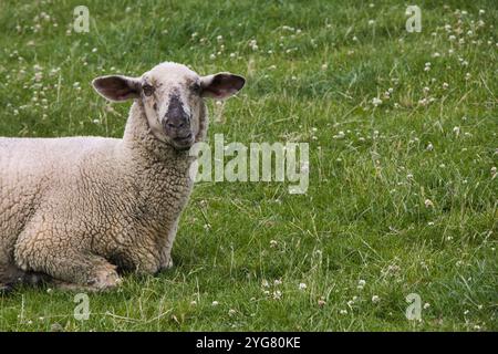 Moutons sur la prairie verte Banque D'Images