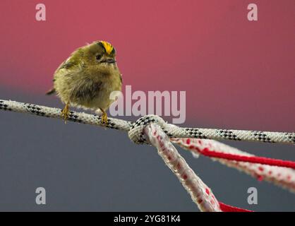 Munich, Allemagne. 06 novembre 2024. Bird Wintergoldhaehnchen dans le but net dans le match de la ligue de groupe FC BAYERN MUENCHEN - SL BENFICA LISSABON du football UEFA Champions League dans la saison 2024/2025 à Munich, Nov 06, 2024, FCB, 4. Spieltag, Muenchen photographe : ddp images/STAR-images crédit : ddp Media GmbH/Alamy Live News Banque D'Images