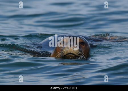 Phoque moine méditerranéen (Monachus monachus), Lichadonisia, mer Méditerranée, Grèce Banque D'Images