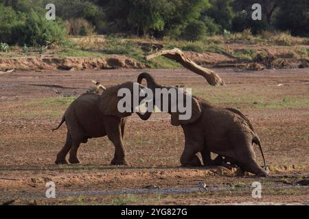 Éléphants de brousse d'Afrique (Loxodonta africana) combattant dans le lit de la rivière Ewaso Ng'iro pendant la saison sèche, réserve nationale de Samburu, Kenya, Afrique de l'est Banque D'Images