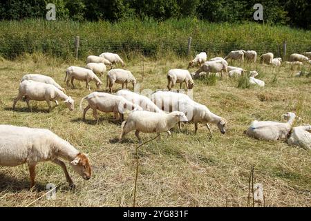 Moutons hollandais blancs récemment cisaillés dans les hautes herbes le long d'une route. Été, juin, pays-Bas Banque D'Images