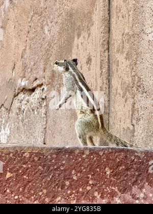 Funambulus palmarun , écureuil de palmier indien (écureuil de palmier à trois rayures) est un animal sacré dans l'hindouisme . Tourné dans le fort d'Agra , Inde Banque D'Images