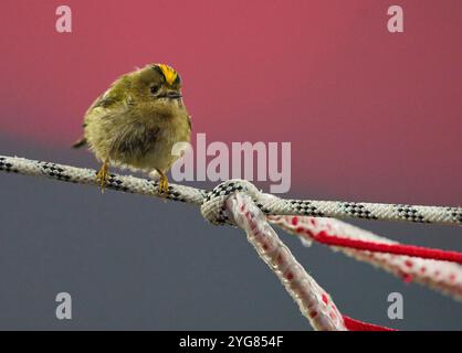 Munich, Allemagne. 06 novembre 2024. Oiseau Sommergoldhaehnchen dans le but netin le match de la ligue de groupe FC BAYERN MUENCHEN - SL BENFICA LISSABON de football UEFA Champions League dans la saison 2024/2025 à Munich, Nov 06, 2024, FCB, 4. Spieltag, Muenchen photographe : ddp images/STAR-images crédit : ddp Media GmbH/Alamy Live News Banque D'Images