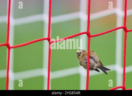 Munich, Allemagne. 06 novembre 2024. Oiseau Sommergoldhaehnchen dans le but netin le match de la ligue de groupe FC BAYERN MUENCHEN - SL BENFICA LISSABON de football UEFA Champions League dans la saison 2024/2025 à Munich, Nov 06, 2024, FCB, 4. Spieltag, Muenchen photographe : ddp images/STAR-images crédit : ddp Media GmbH/Alamy Live News Banque D'Images