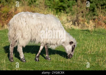 Churra élève des moutons sur une montagne dans les pâturages verts. Le mouton est blanc avec des marques noires sur le visage et les pattes. Troupeau de moutons churra dans un pré en Albanie Banque D'Images