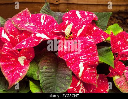 Gros plan de Poinsettia pulcherima montrant des feuilles rouge vif avec des marques blanches les plantes viennent également avec des feuilles panachées rouges ou blanches et crème Banque D'Images