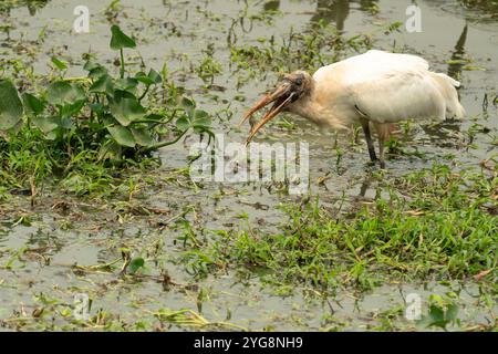 Recherche de cigogne de bois dans les marais dans le Pantanal Brésil. Banque D'Images