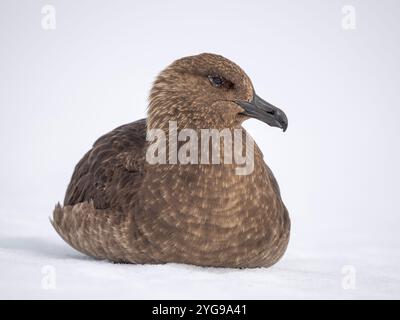 South Polar skua ou Skua pale Morph de MacCormick, le grand skua de l'Antarctique. Île Wiencke, Damoy point. Banque D'Images