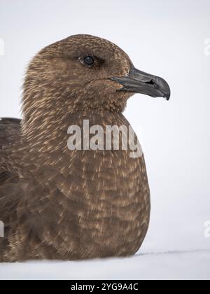 South Polar skua ou Skua pale Morph de MacCormick, le grand skua de l'Antarctique. Île Wiencke, Damoy point. Banque D'Images