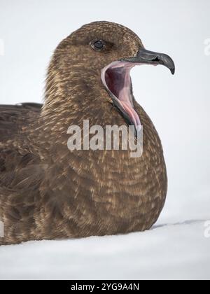 South Polar skua ou Skua pale Morph de MacCormick, le grand skua de l'Antarctique. Île Wiencke, Damoy point. Banque D'Images