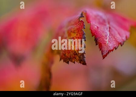 Feuille d'érable de vigne colorée dans Schafer State Park, État de Washington, États-Unis Banque D'Images