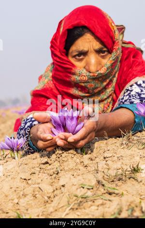 Chanda Haro, Pampore, Jammu-et-Cachemire, Inde. Femme tenant des fleurs de crocus safran dans un champ. Banque D'Images