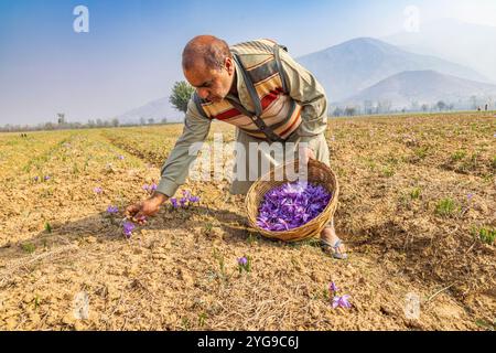 Chanda Haro, Pampore, Jammu-et-Cachemire, Inde. Récolte de fleurs de crocus safran dans un champ. Banque D'Images