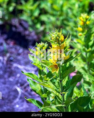 Jaune loosestrife en mai. Lysimachia punctata en latin. Banque D'Images