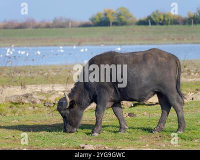 Buffle d'eau (buffle d'eau pannonique) dans les grands étangs à poissons Hortobagy dans le Parc National Hortobagy, classé site UNESCO. Europe de l'est, Hongrie. Banque D'Images