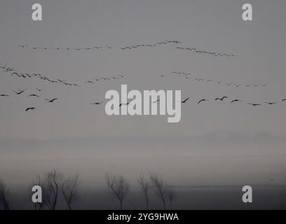 Grues communes retournant à leur lieu de perchage lors d'un arrêt pendant la migration d'automne. Hongrie, Parc national Hortobagyi, octobre Banque D'Images